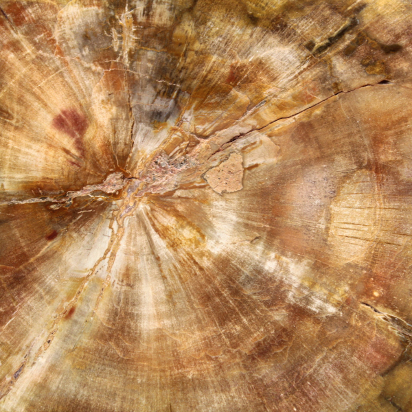 Section de Bois Pétrifié de Madagascar - Qualité Collection