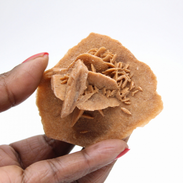 Rosette de gypse du Maroc : cristal naturel du Sahara