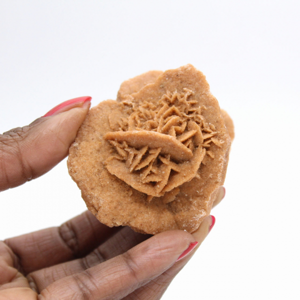 Rose des sables du Maroc : bouquet cristallin de gypse