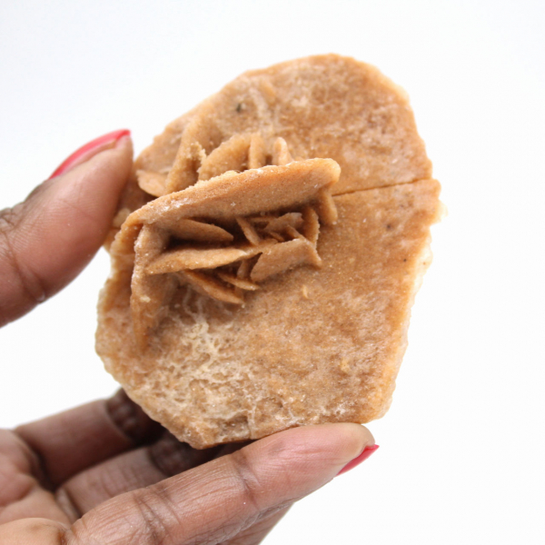 Rosette minérale du Maroc : cristallisation de gypse