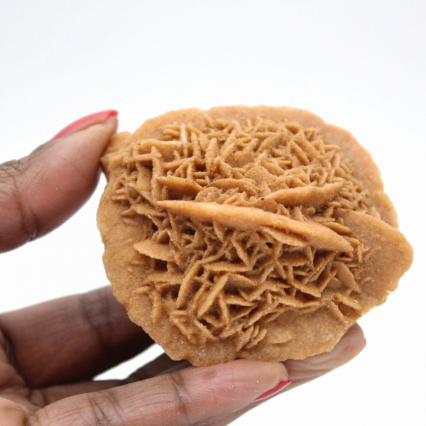 Spécimen de Rose des sables du Maroc : cristallisation dense