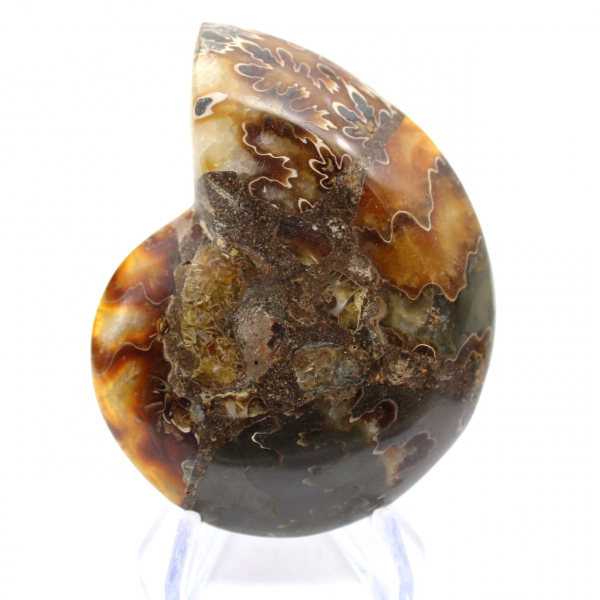 Ammonite de Madagascar à face polie et brute