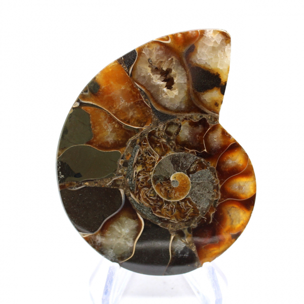 Ammonite de Madagascar à face polie et brute