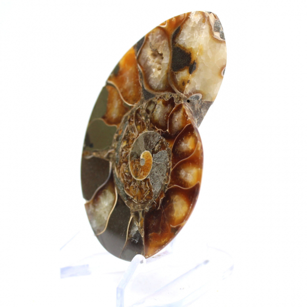 Ammonite de Madagascar à face polie et brute