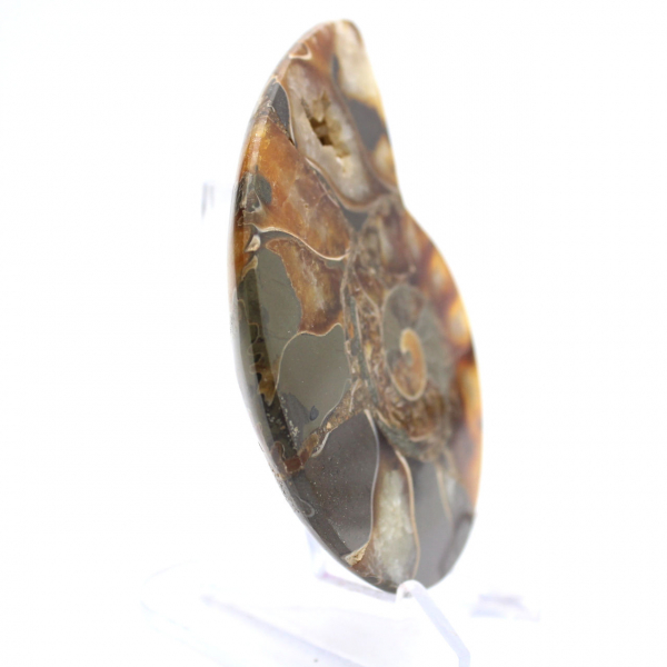 Ammonite de Madagascar à face polie et brute