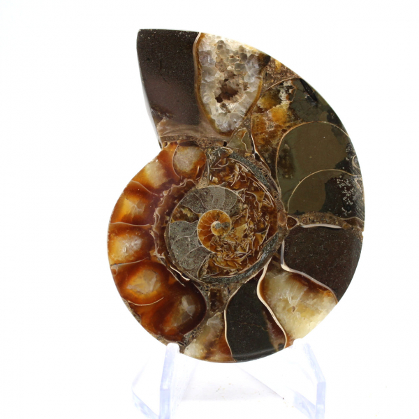 Fossile d'Ammonite polie : Spécimen de collection