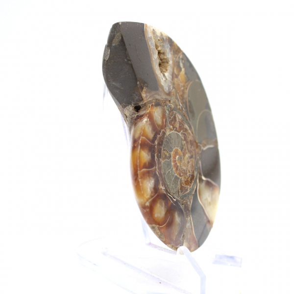 Fossile d'Ammonite polie : Spécimen de collection