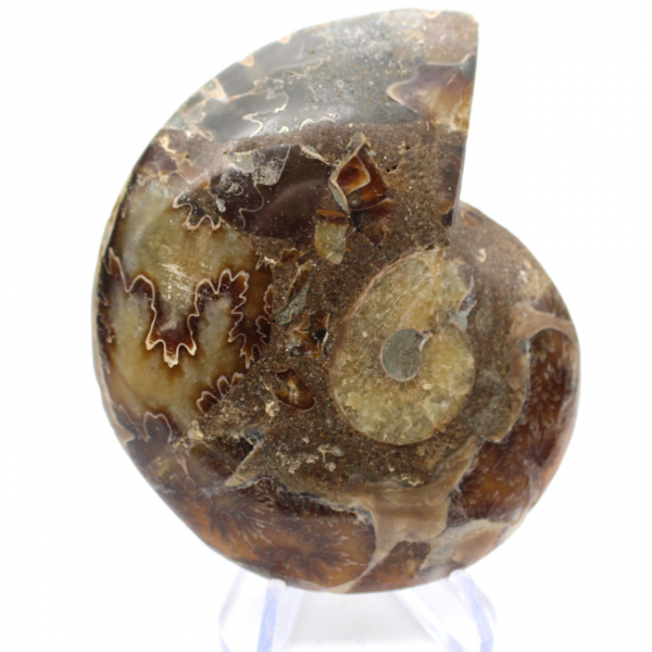 Véritable Ammonite de Mahajanga avec face polie