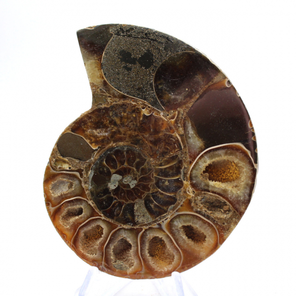 Véritable Ammonite de Mahajanga avec face polie