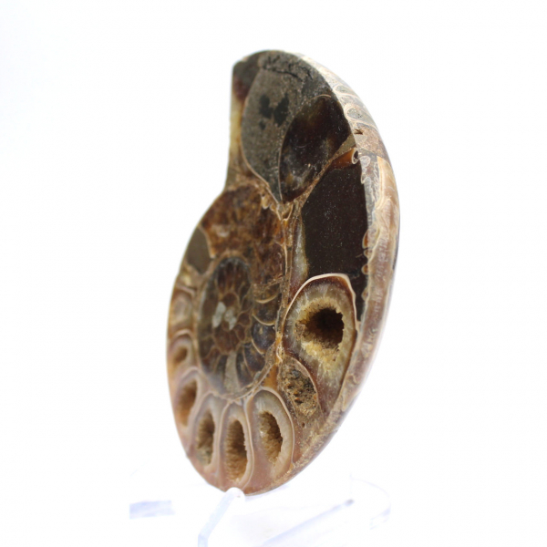 Véritable Ammonite de Mahajanga avec face polie