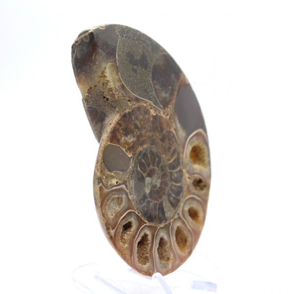 Véritable Ammonite de Mahajanga avec face polie