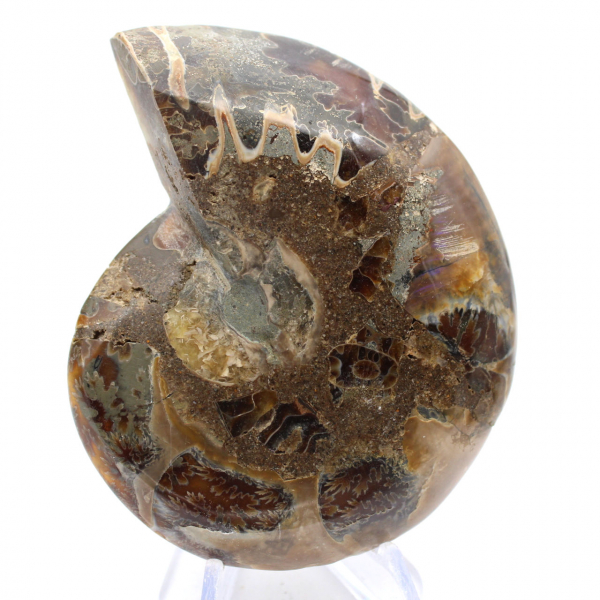 Céphalopode fossile Ammonite : Dualité polie/brute