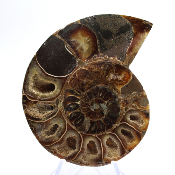 Céphalopode fossile Ammonite : Dualité polie/brute