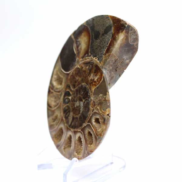 Céphalopode fossile Ammonite : Dualité polie/brute