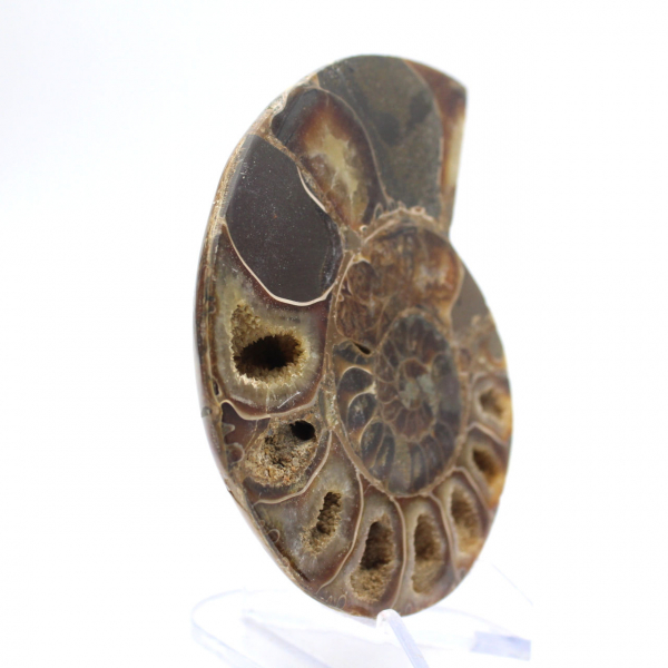 Céphalopode fossile Ammonite : Dualité polie/brute