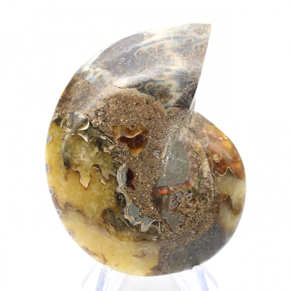 Ammonite naturelle de Madagascar - Pièce de vitrine