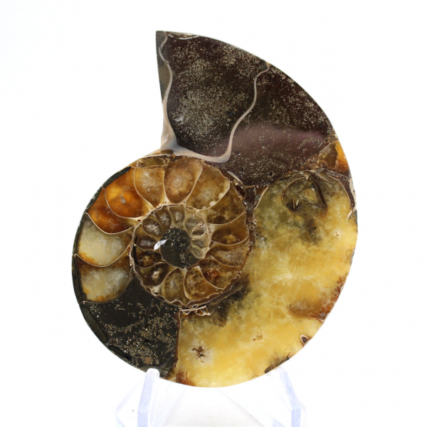 Ammonite naturelle de Madagascar - Pièce de vitrine