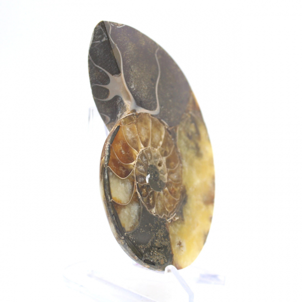 Ammonite naturelle de Madagascar - Pièce de vitrine