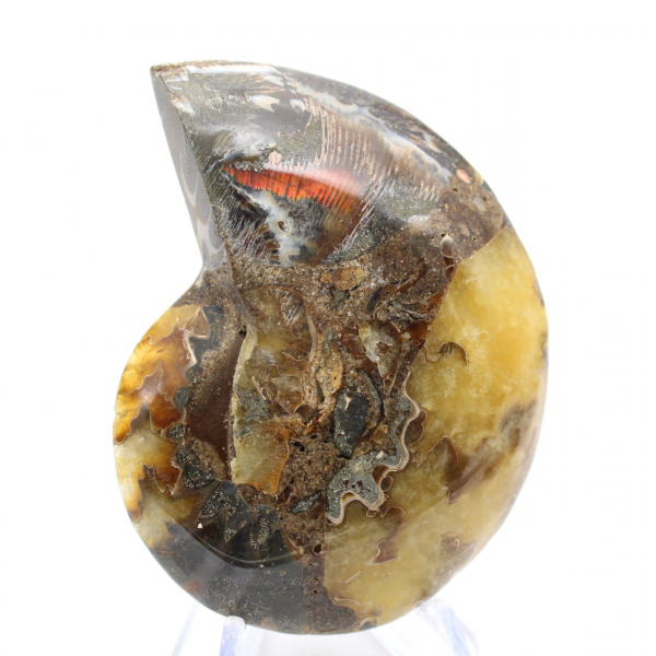 Fossile d'Ammonite polie : Esthétisme et Science