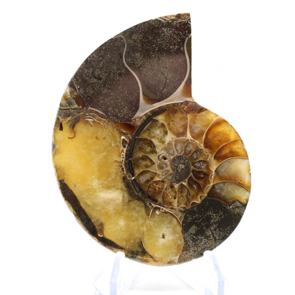Fossile d'Ammonite polie : Esthétisme et Science