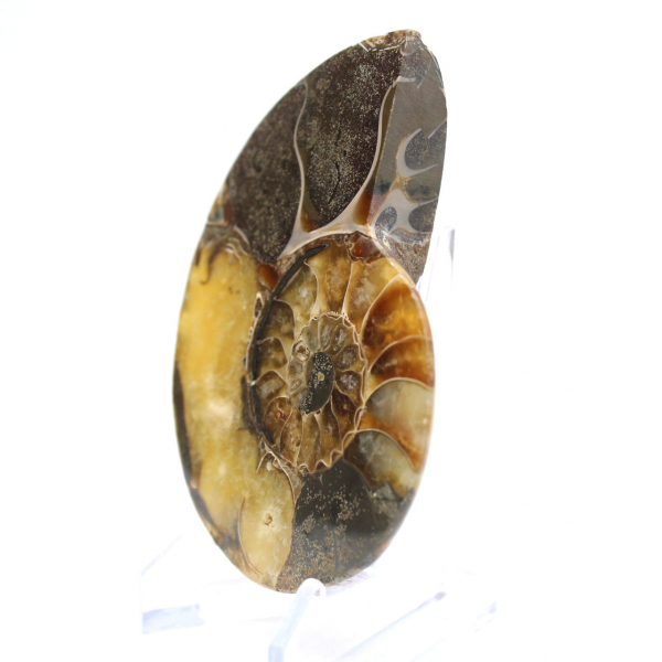 Fossile d'Ammonite polie : Esthétisme et Science