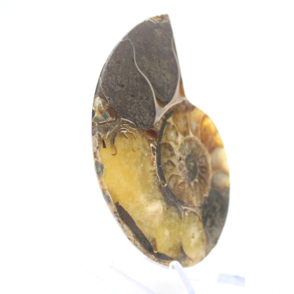 Fossile d'Ammonite polie : Esthétisme et Science