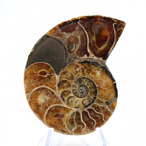 Ammonite de Madagascar : Spécimen de minéralogie