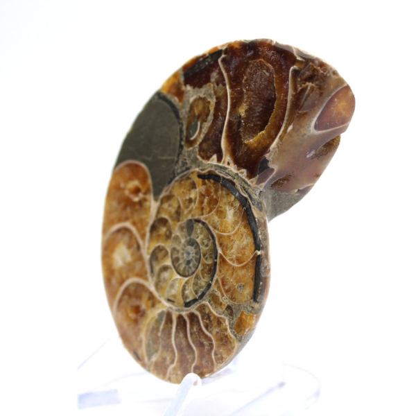 Ammonite de Madagascar : Spécimen de minéralogie