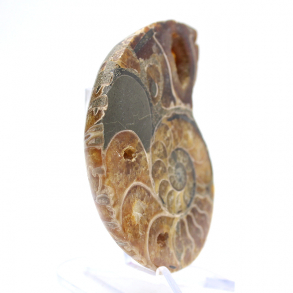 Ammonite de Madagascar : Spécimen de minéralogie