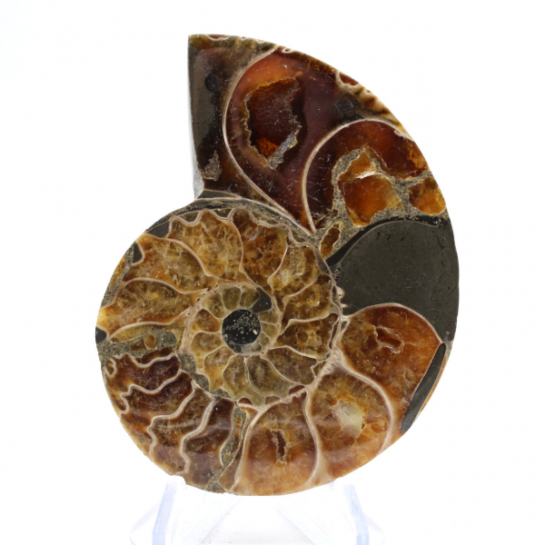 Authentique Ammonite fossilisée : Finition artisanale