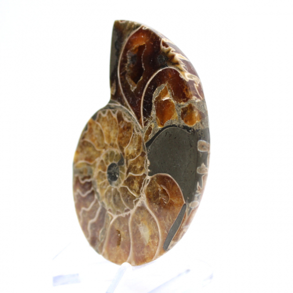 Authentique Ammonite fossilisée : Finition artisanale