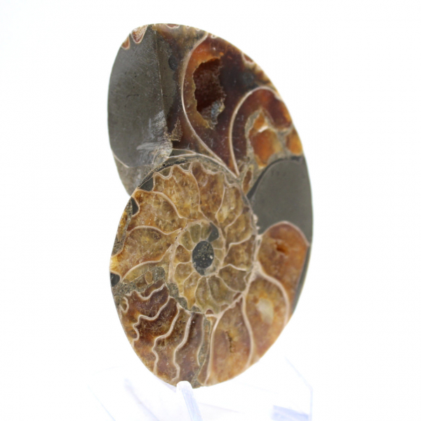 Authentique Ammonite fossilisée : Finition artisanale