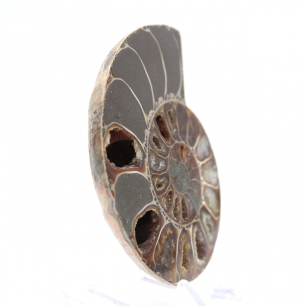 Spécimen d'Ammonite : Entre Terre et Mer