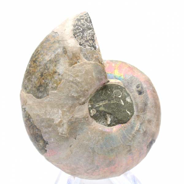 Ammonite polie de Mahajanga : Trésor paléontologique
