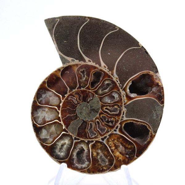 Ammonite polie de Mahajanga : Trésor paléontologique