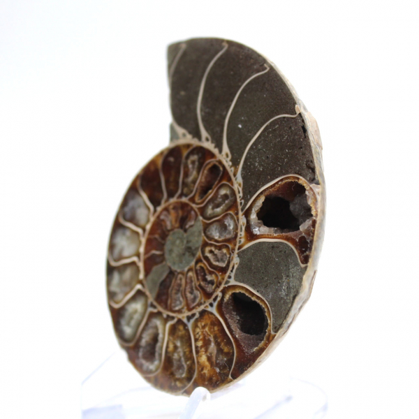 Ammonite polie de Mahajanga : Trésor paléontologique