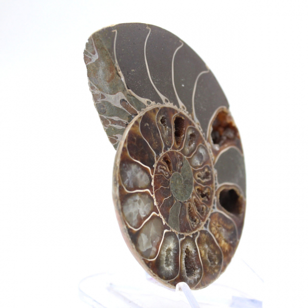 Ammonite polie de Mahajanga : Trésor paléontologique