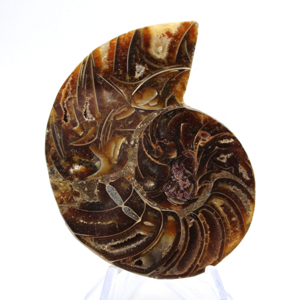 Petite Ammonite de Madagascar : Pureté minérale