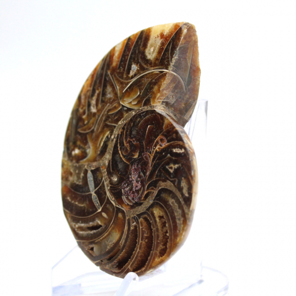 Petite Ammonite de Madagascar : Pureté minérale