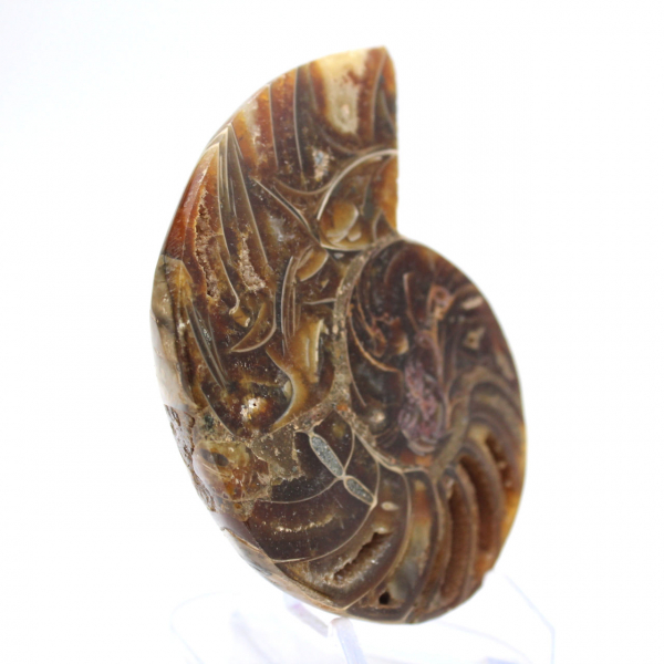 Petite Ammonite de Madagascar : Pureté minérale