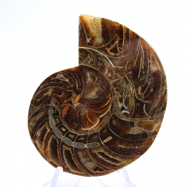 Ammonite fossile : Contraste de textures naturelles