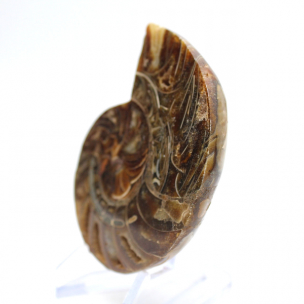 Ammonite fossile : Contraste de textures naturelles