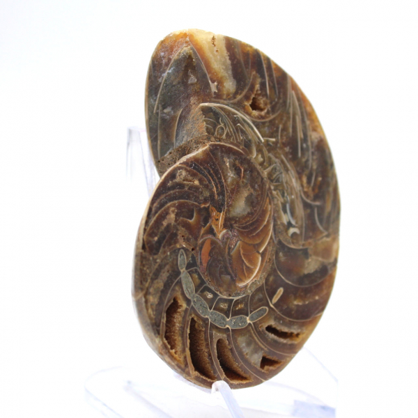 Ammonite fossile : Contraste de textures naturelles