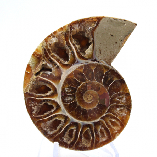 Ammonite de collection : Équilibre et Authenticité