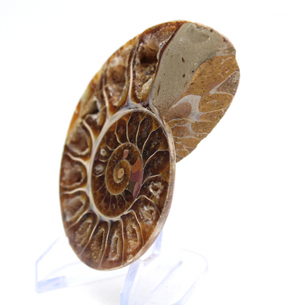 Ammonite de collection : Équilibre et Authenticité