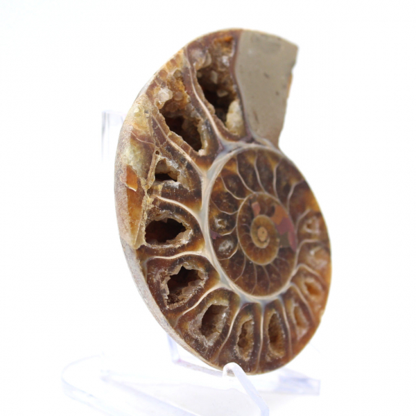 Ammonite de collection : Équilibre et Authenticité