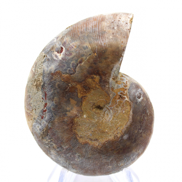 Fossile d'Ammonite poli : Lumière de Mahajanga