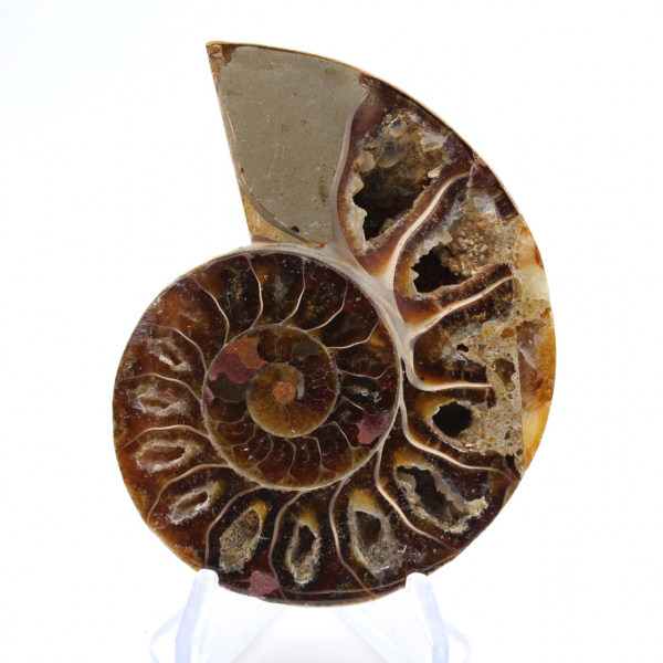 Fossile d'Ammonite poli : Lumière de Mahajanga
