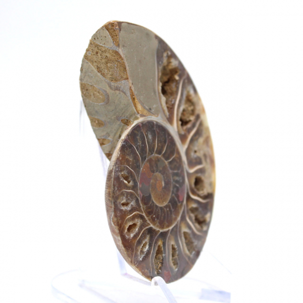 Fossile d'Ammonite poli : Lumière de Mahajanga