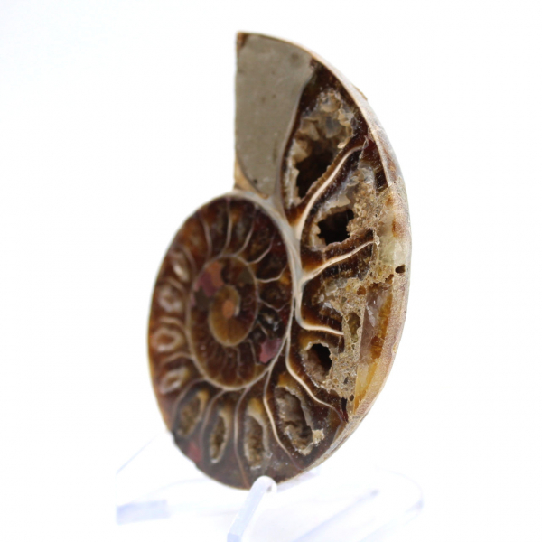 Fossile d'Ammonite poli : Lumière de Mahajanga